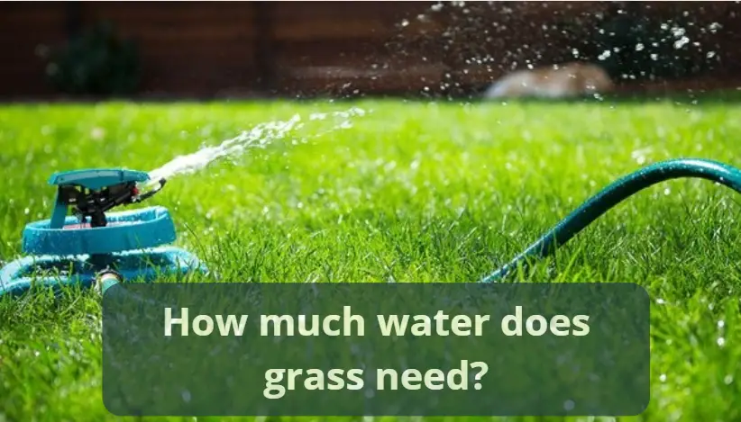 How much water does grass need?